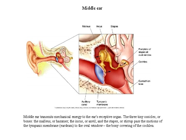 Middle ear transmits mechanical energy to the ear's receptive organ. The three tiny ossicles,