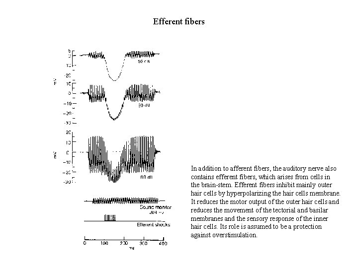 Efferent fibers In addition to afferent fibers, the auditory nerve also contains efferent fibers,