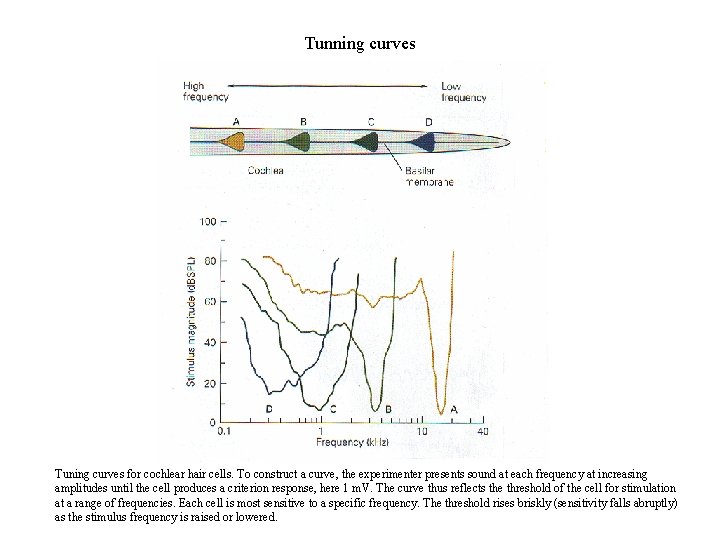 Tunning curves Tuning curves for cochlear hair cells. To construct a curve, the experimenter