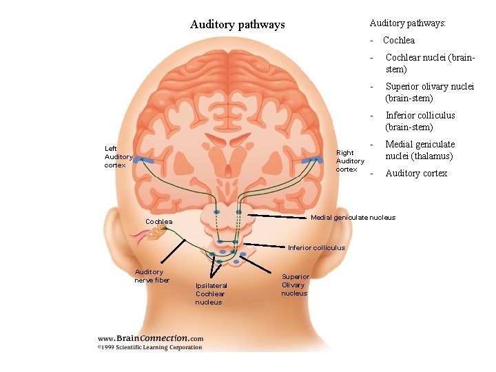 Auditory pathways: Left Auditory cortex Right Auditory cortex Cochlea - Cochlear nuclei (brainstem) -