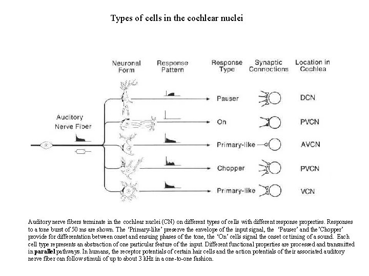 Types of cells in the cochlear nuclei Auditory nerve fibers terminate in the cochlear