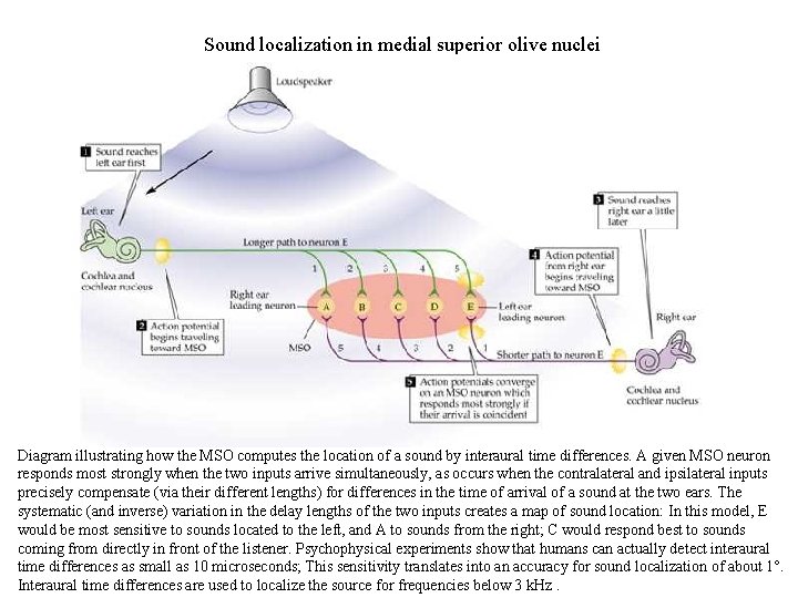 Sound localization in medial superior olive nuclei Diagram illustrating how the MSO computes the