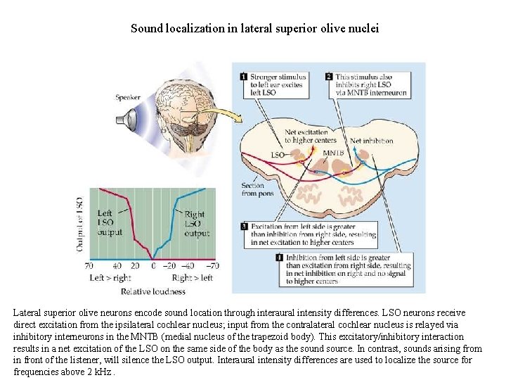 Sound localization in lateral superior olive nuclei Lateral superior olive neurons encode sound location