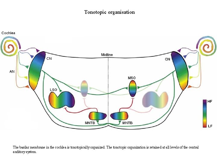 Tonotopic organisation The basilar membrane in the cochlea is tonotopically organized. The tonotopic organization