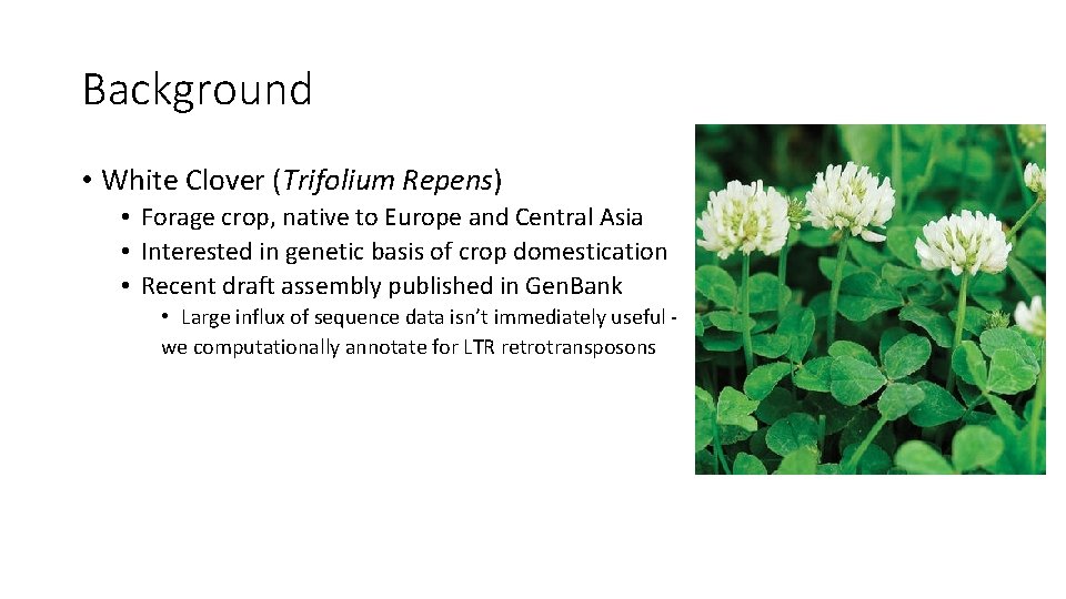 Background • White Clover (Trifolium Repens) • Forage crop, native to Europe and Central
