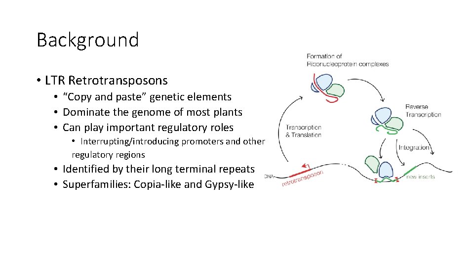 Background • LTR Retrotransposons • “Copy and paste” genetic elements • Dominate the genome