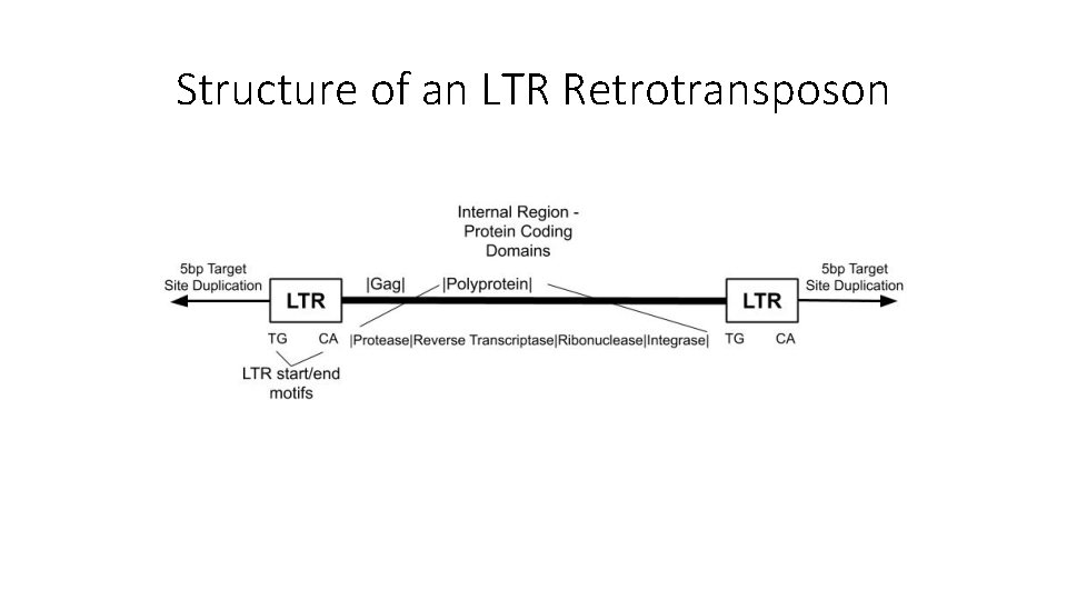 Structure of an LTR Retrotransposon 