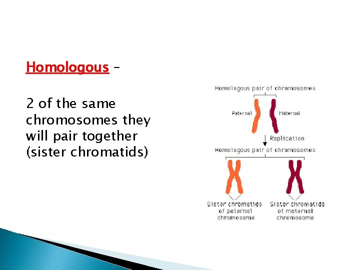 Homologous – 2 of the same chromosomes they will pair together (sister chromatids) 