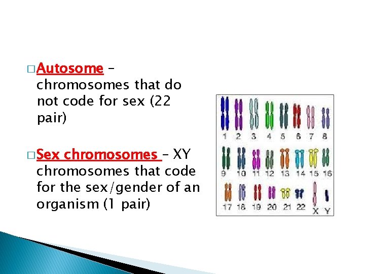 � Autosome – chromosomes that do not code for sex (22 pair) � Sex