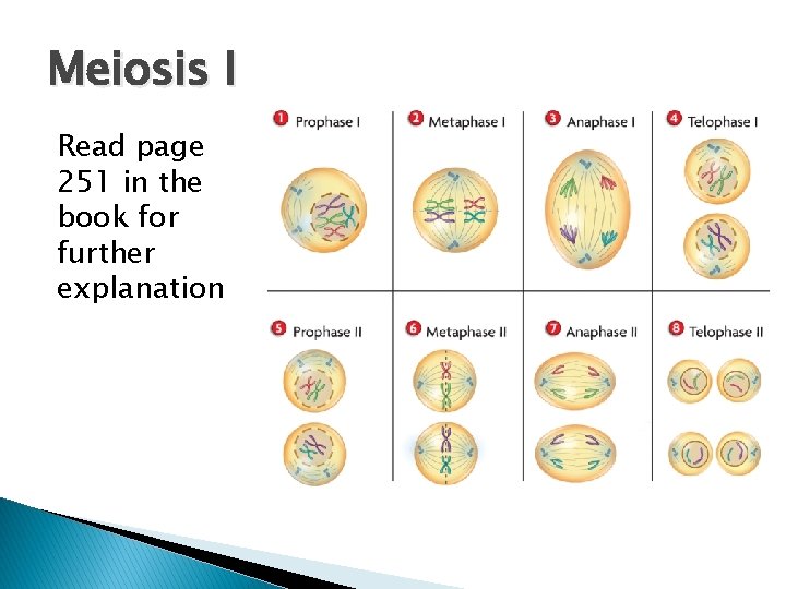 Meiosis I Read page 251 in the book for further explanation 