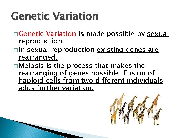 Genetic Variation � Genetic Variation is made possible by sexual reproduction. � In sexual