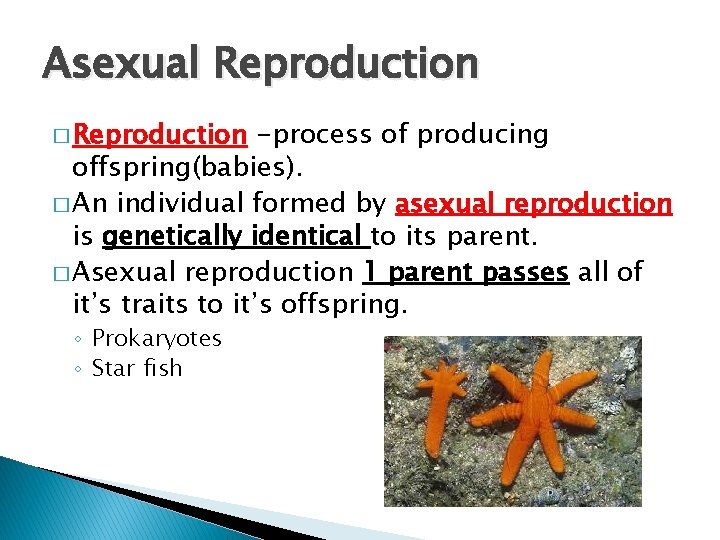 Asexual Reproduction � Reproduction -process of producing offspring(babies). � An individual formed by asexual