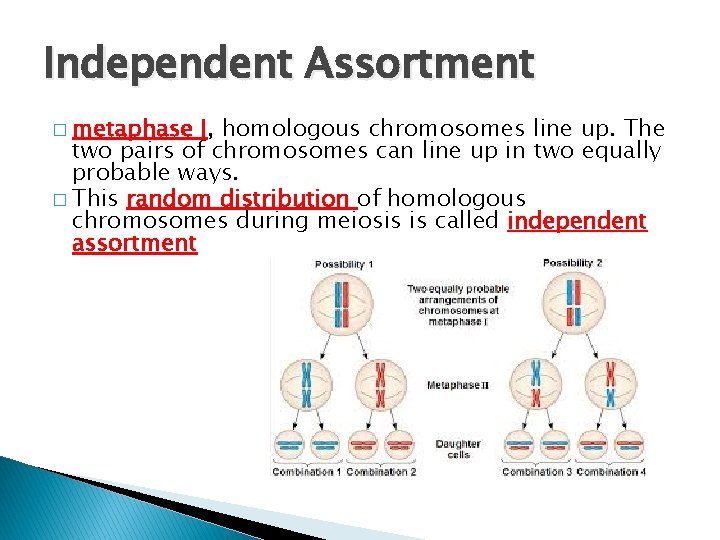 Independent Assortment � metaphase I, homologous chromosomes line up. The two pairs of chromosomes