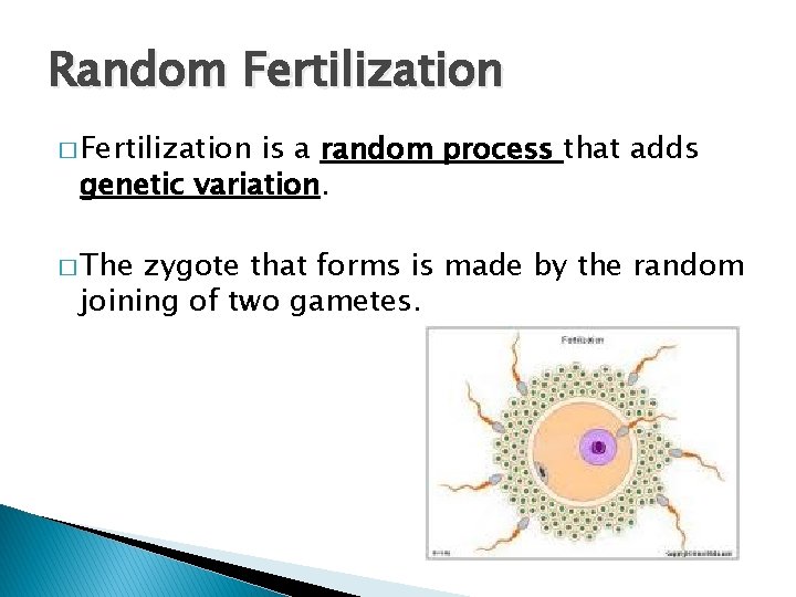 Random Fertilization � Fertilization is a random process that adds genetic variation. � The