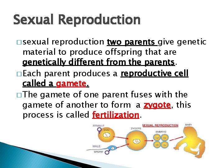 Sexual Reproduction � sexual reproduction two parents give genetic material to produce offspring that