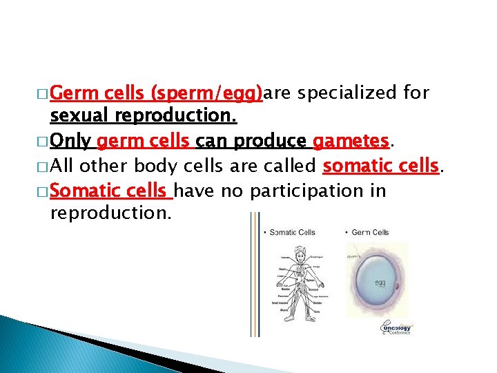 � Germ cells (sperm/egg)are specialized for sexual reproduction. � Only germ cells can produce