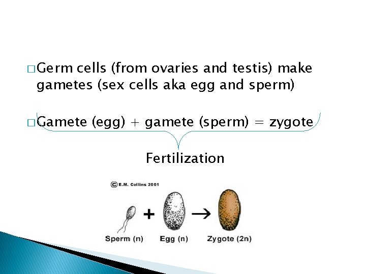 � Germ cells (from ovaries and testis) make gametes (sex cells aka egg and