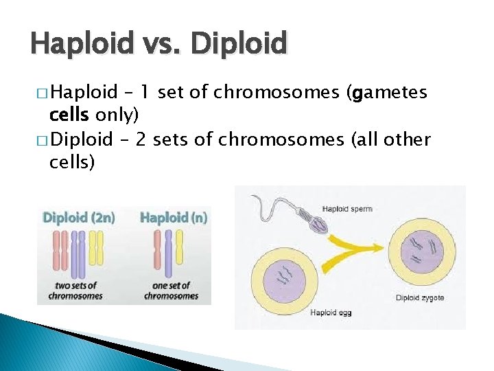 Haploid vs. Diploid � Haploid – 1 set of chromosomes (gametes cells only) �