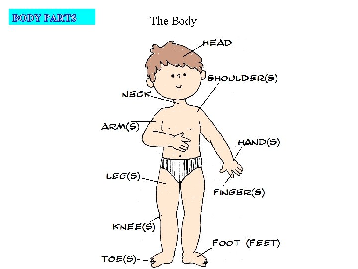 BODY PARTS The Body 