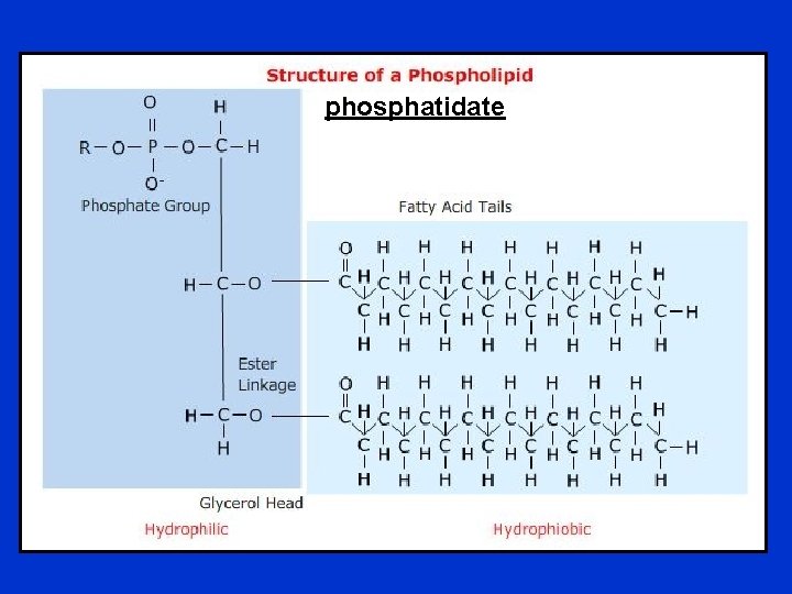 phosphatidate 