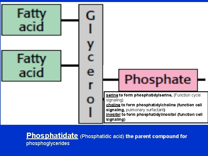 serine to form phosphatidylserine, (Function cycle signaling) choline to form phosphatidylcholine (function cell signaling,