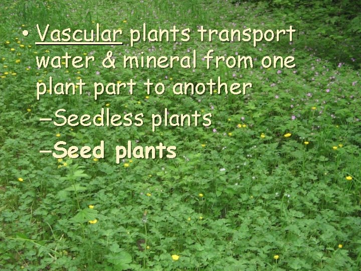  • Vascular plants transport water & mineral from one plant part to another