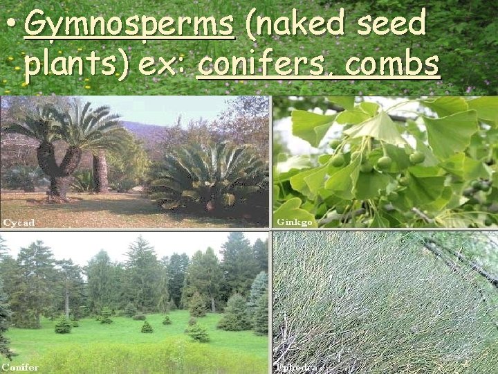  • Gymnosperms (naked seed plants) ex: conifers, combs 