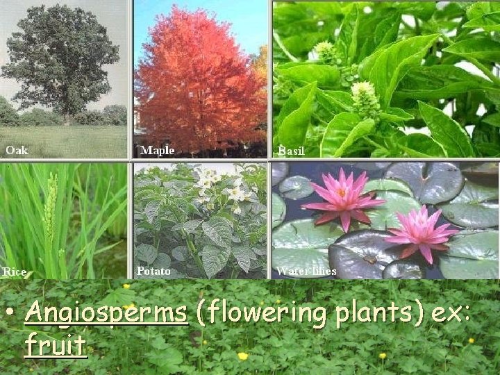  • Angiosperms (flowering plants) ex: fruit 