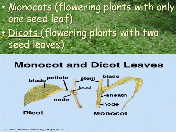  • Monocots (flowering plants with only one seed leaf) • Dicots (flowering plants