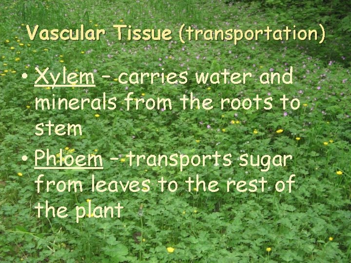 Vascular Tissue (transportation) • Xylem – carries water and minerals from the roots to