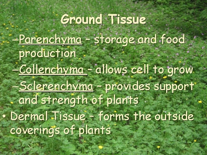 Ground Tissue –Parenchyma – storage and food production –Collenchyma – allows cell to grow