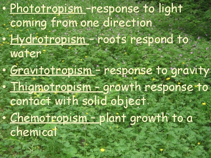  • Phototropism –response to light coming from one direction • Hydrotropism – roots