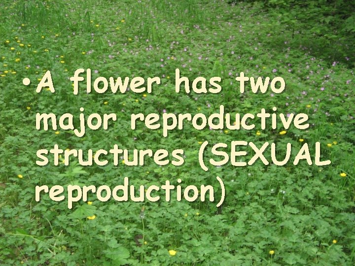  • A flower has two major reproductive structures (SEXUAL reproduction) 