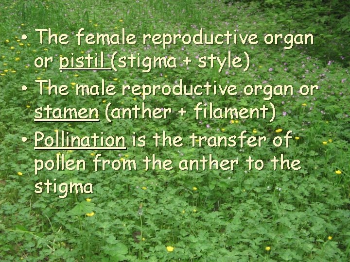  • The female reproductive organ or pistil (stigma + style) • The male