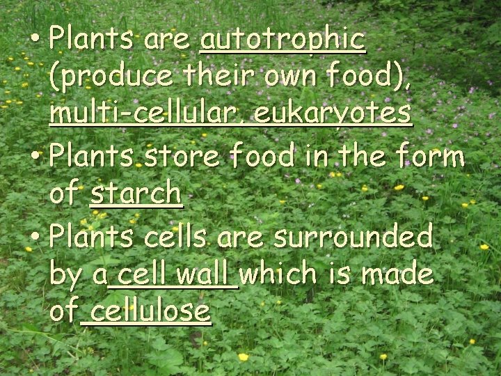  • Plants are autotrophic (produce their own food), multi-cellular, eukaryotes • Plants store