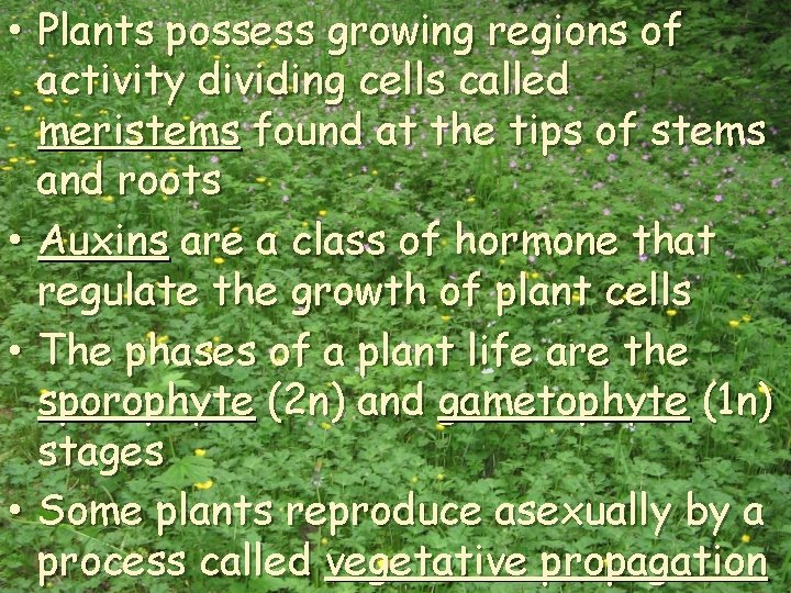  • Plants possess growing regions of activity dividing cells called meristems found at