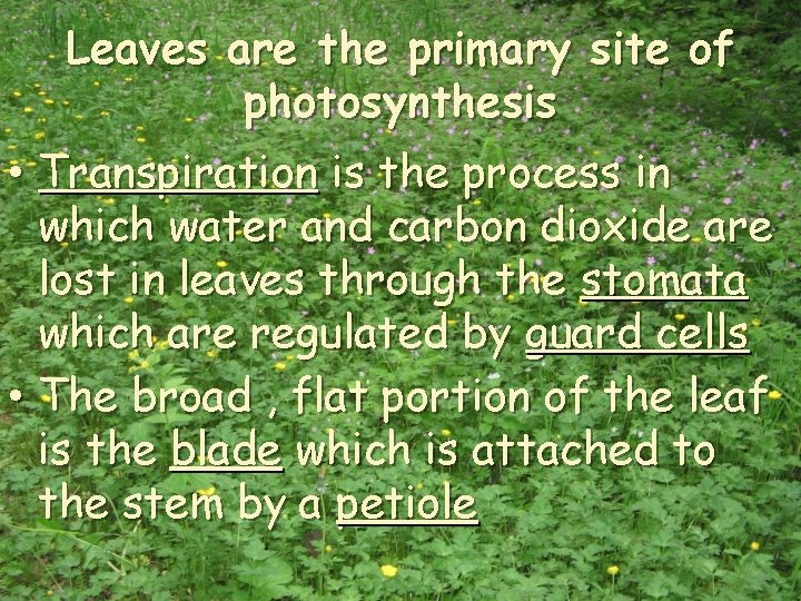 Leaves are the primary site of photosynthesis • Transpiration is the process in which