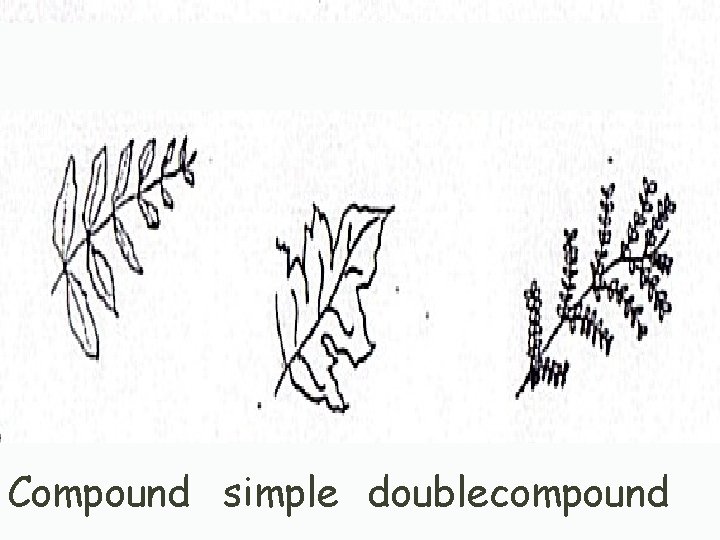 Compound simple doublecompound 