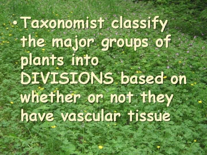  • Taxonomist classify the major groups of plants into DIVISIONS based on whether