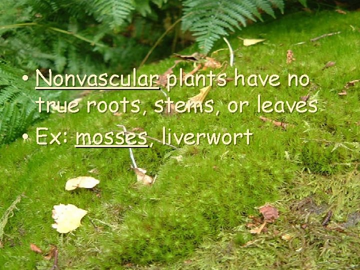  • Nonvascular plants have no true roots, stems, or leaves • Ex: mosses,