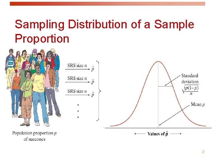 Sampling Distribution of a Sample Proportion As n increases, the sampling distribution becomes approximately