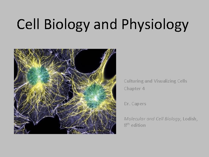 Cell Biology and Physiology Culturing and Visualizing Cells Chapter 4 Dr. Capers Molecular and