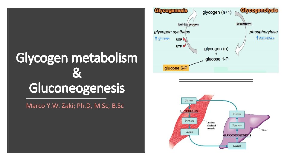 Glycogen metabolism & Gluconeogenesis Marco Y. W. Zaki; Ph. D, M. Sc, B. Sc