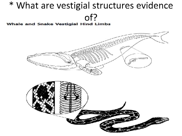 * What are vestigial structures evidence of? 