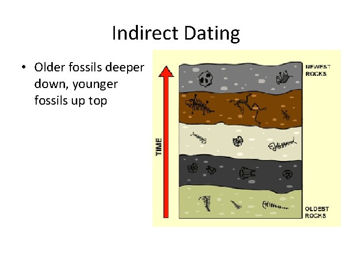 Indirect Dating • Older fossils deeper down, younger fossils up top 