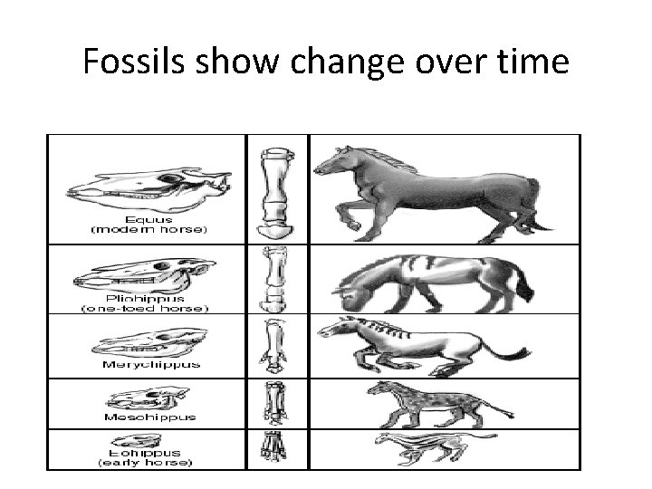 Fossils show change over time 