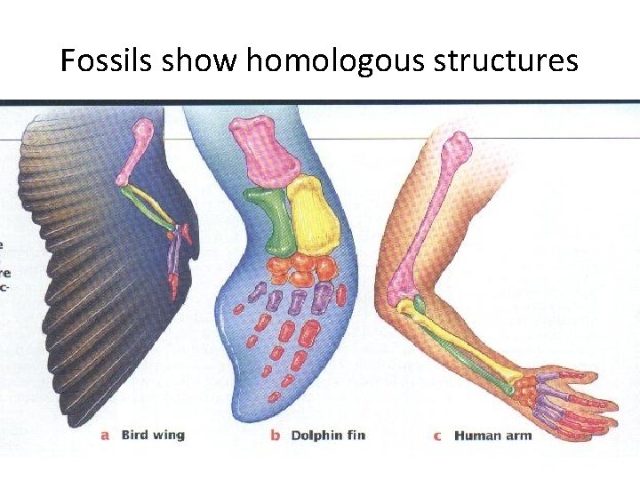 Fossils show homologous structures 