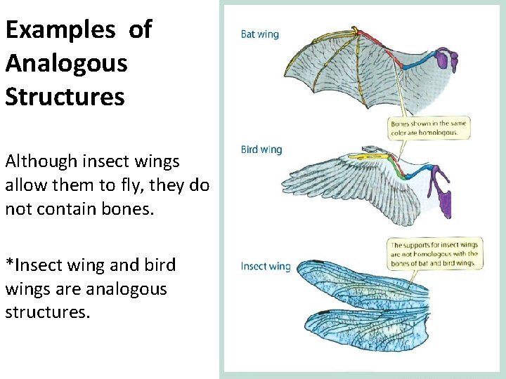 Examples of Analogous Structures Although insect wings allow them to fly, they do not