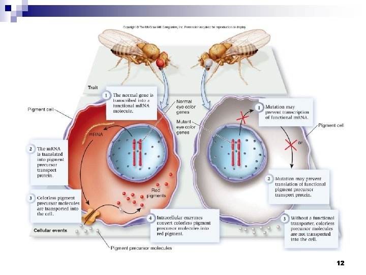 CHAPTER 12 GENE EXPRESSION AT THE MOLECULAR LEVEL
