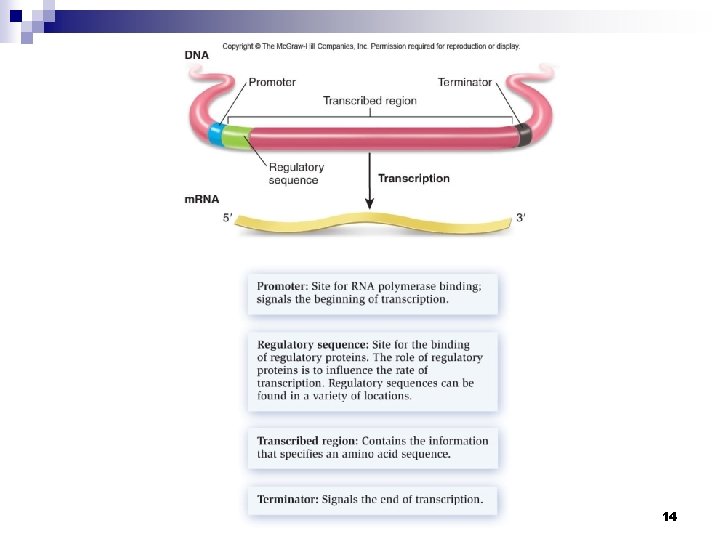 CHAPTER 12 GENE EXPRESSION AT THE MOLECULAR LEVEL